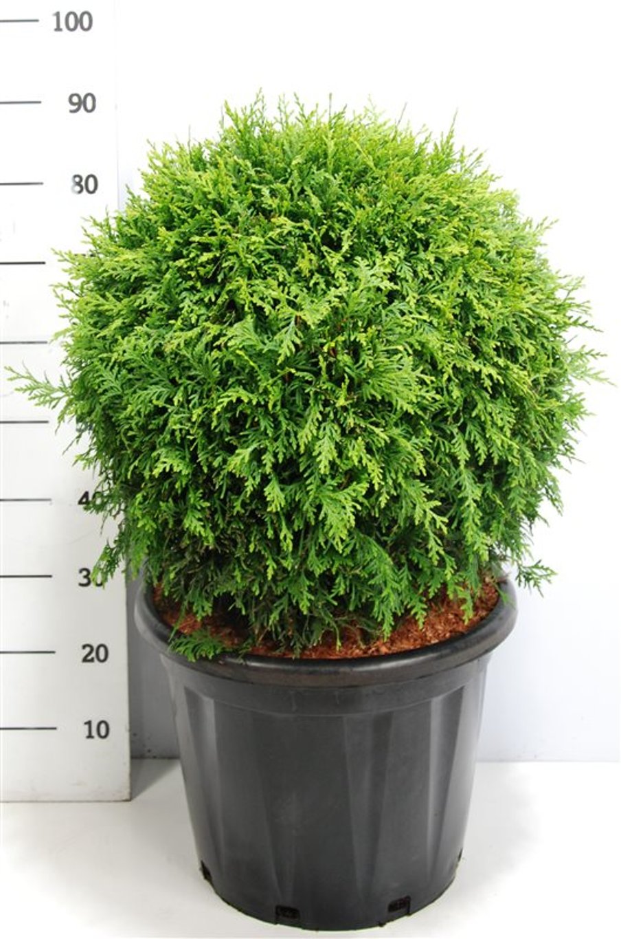 Thuja occ. 'Brabant' - 50 CM Ball Cont.